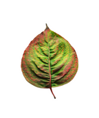 A single Hyperion Dogwood leaf on a white background as it transitions to its fall color with reds and oranges coming through