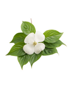 A closeup of the large, four-petaled white bloom of the Hyperion Dogwood on a bed of the dark green, oval shaped leaves