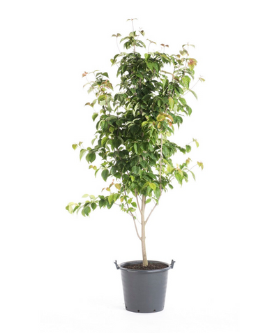 The Hyperion Dogwood in a black nursery pot covered in the green foliage on a white background