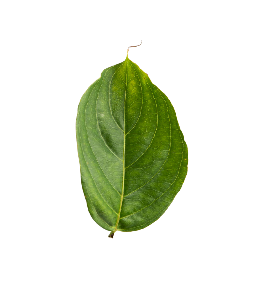A single Hyperion Dogwood dark green leaf on a white background