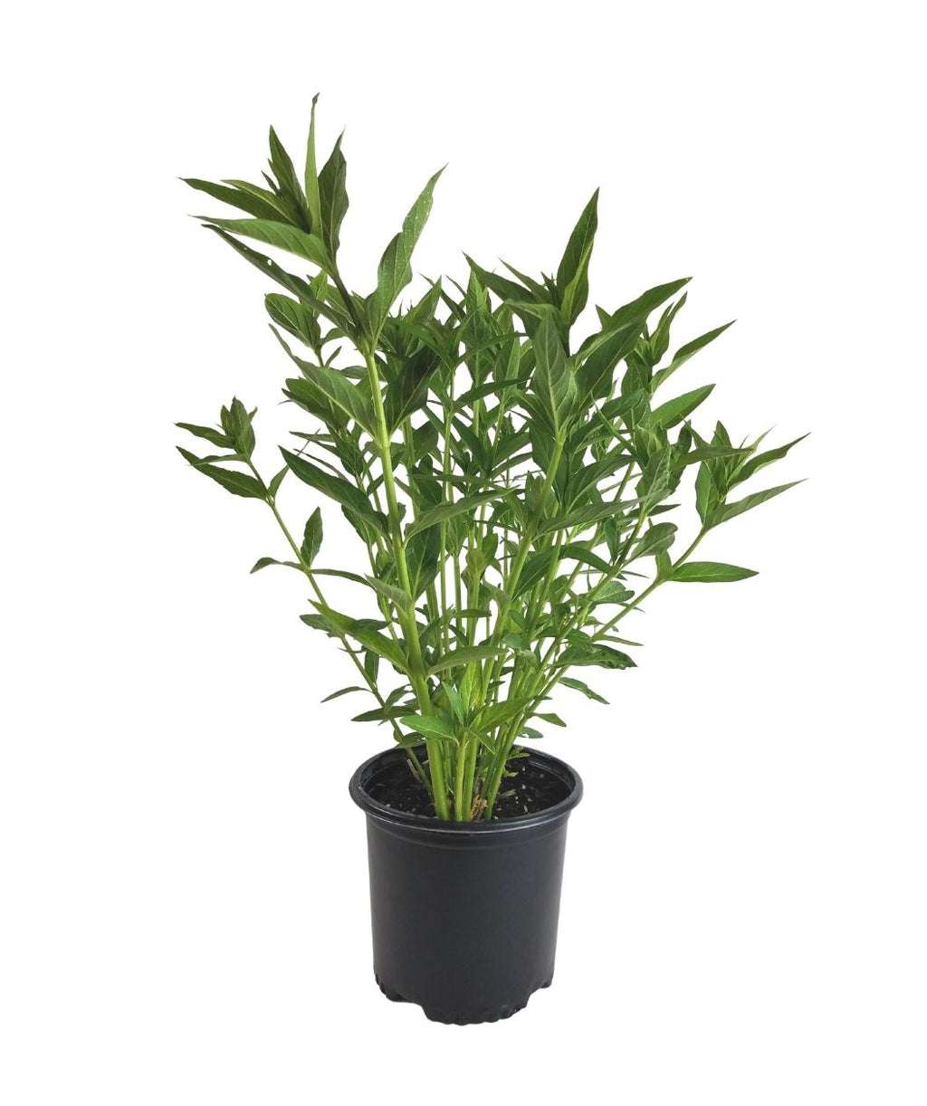 Ice Ballet Swamp Milkweed product shot on white, long green stalks with dark green pointed leaves