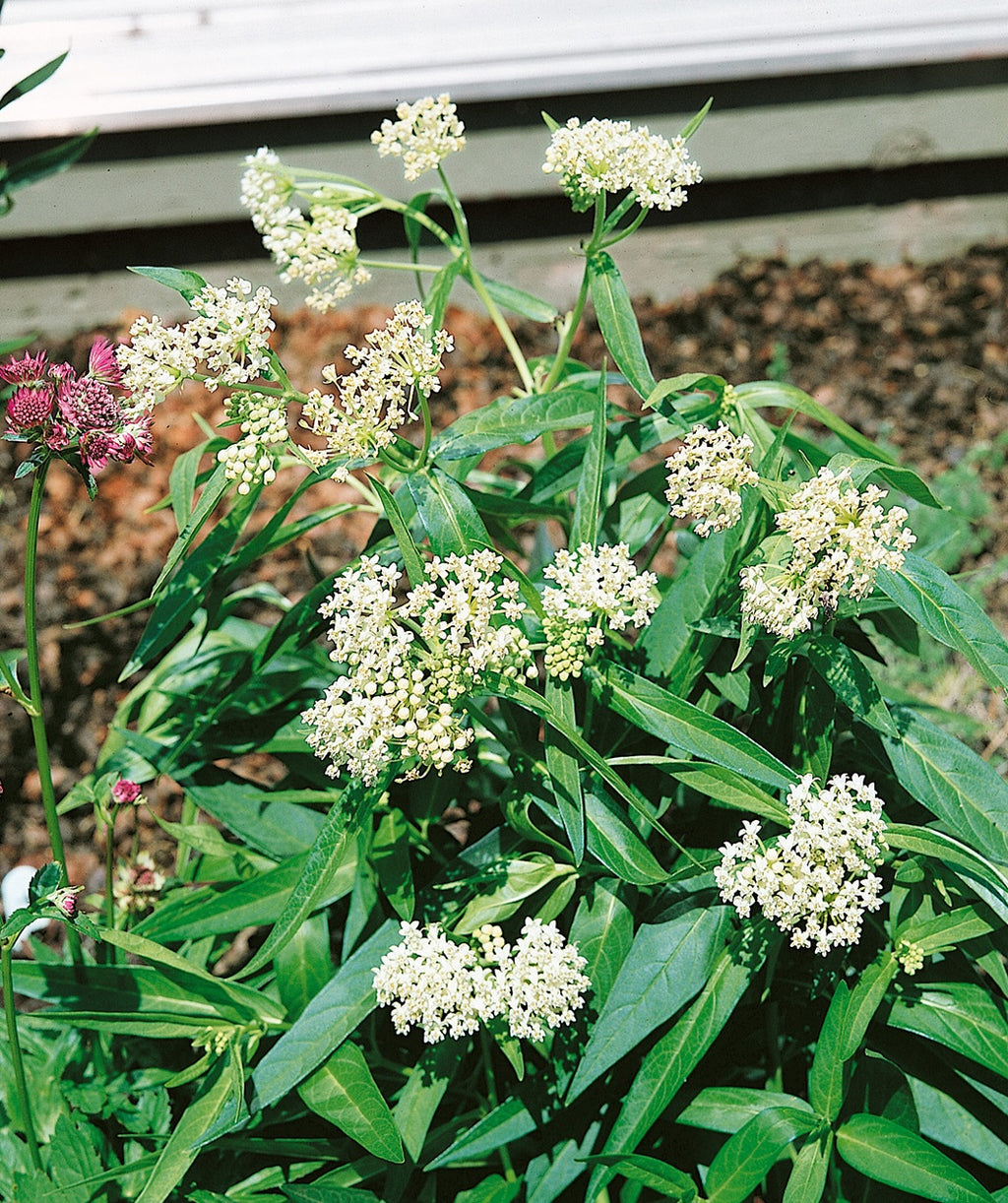 Ice Ballet Swamp Milkweed white flowers