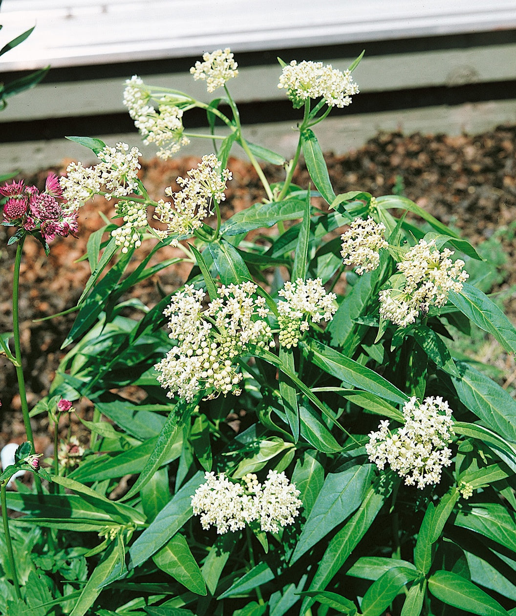 Ice Ballet Swamp Milkweed white flowers