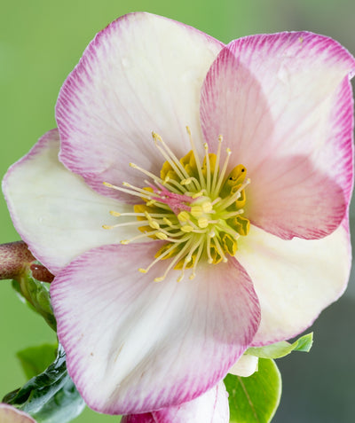Close up of Ice N' Roses Rose Lenten Rose flower, two-toned flower with petals that have dark pink edges and white centers