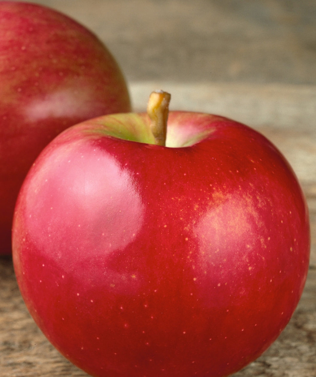 Idared Apple product shot, round red apple with light green blush and small white speckles