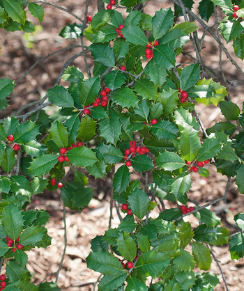 A close up of the dark green, spiky foliage of the Satyr Hill American Holly with the bright red berries on it