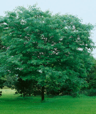 An Imperial Honeylocust tree in spring with lush green leaves in the landscape.