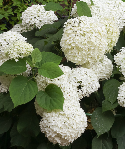 Close up of Incrediball Hydrangea, various large rounded clusters of small white flowers