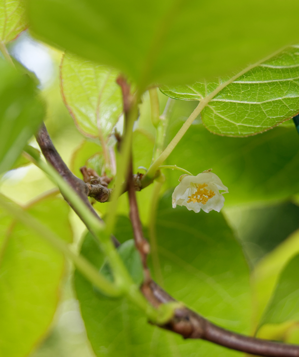 A closeup of the delicate white flower of the Issai Hardy Kiwi surrounded by green leaves