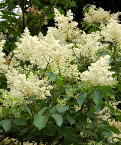 A close up of the Ivory Silk Japanese Tree Lilac creamy and fluffy white flowers against the dark green foliage
