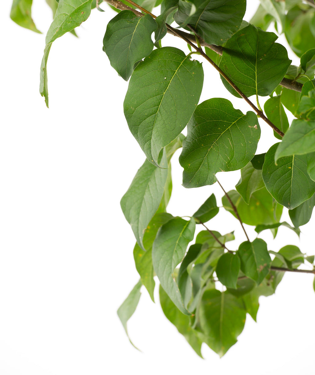 Ivory Silk Japanese Tree Lilac leaves close up, green conical shaped leaves