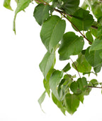 Ivory Silk Japanese Tree Lilac leaves close up, green conical shaped leaves