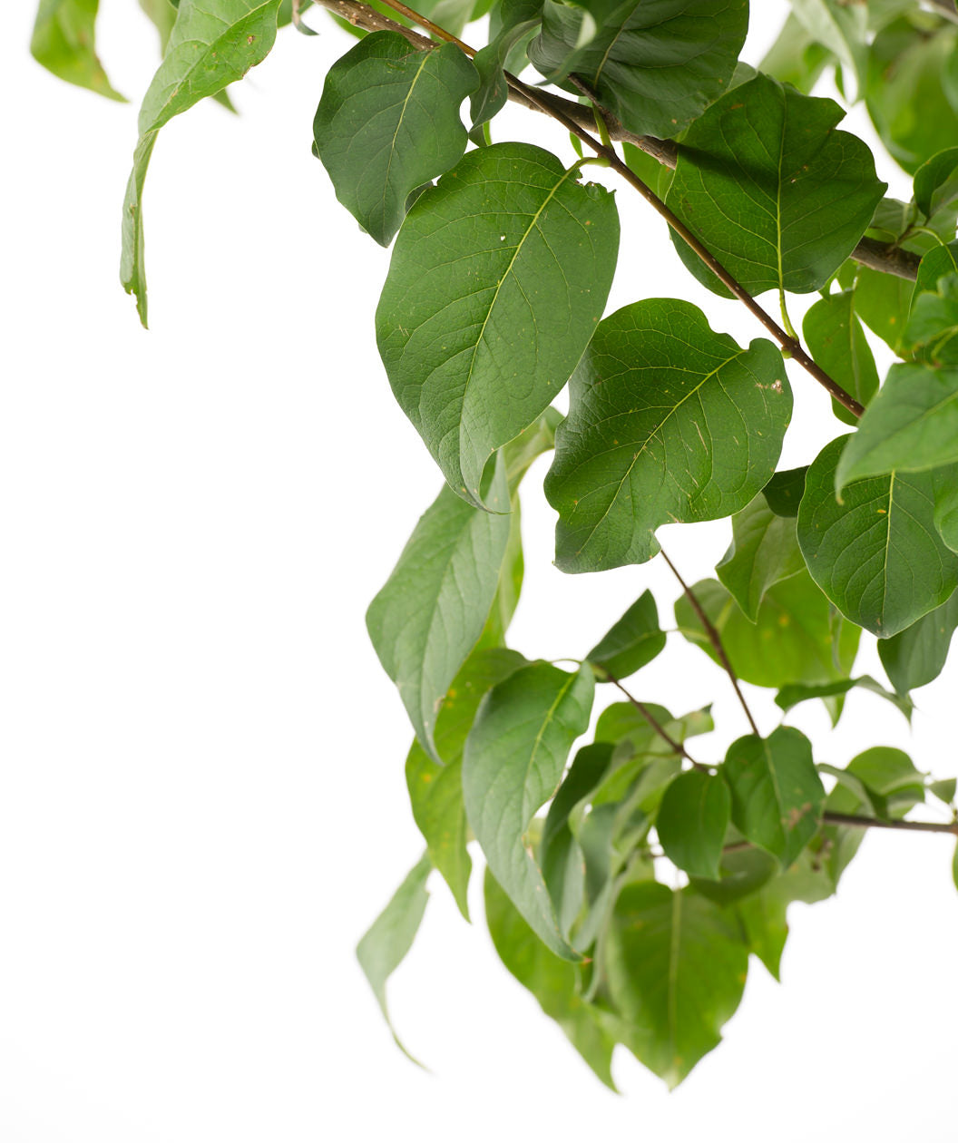 Ivory Silk Japanese Tree Lilac leaves close up, green conical shaped leaves