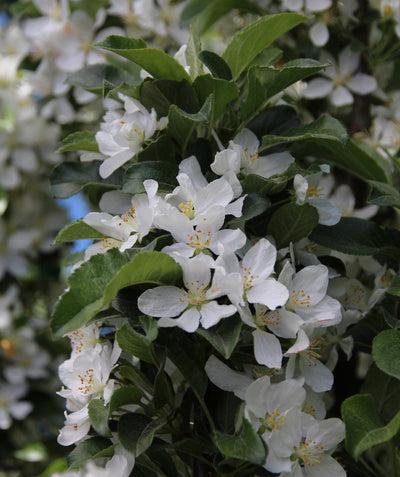 Close up of Ivory Spear Crabapple flowers, small white fragrant flowers emerging from dark green conical shaped leaves