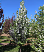 Ivory Spear Crabapple growing on a nursery, upright branching coverd in lots of small fragrant white flowers and dark green conical shaped leaves