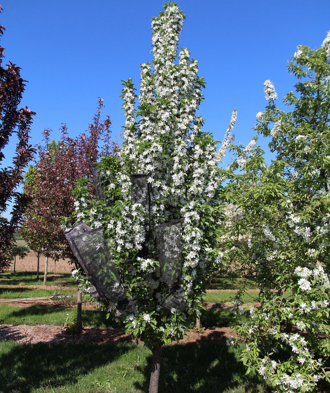 Ivory Spear Crabapple growing on a nursery, upright branching coverd in lots of small fragrant white flowers and dark green conical shaped leaves