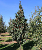 Ivory Spear Crabapple growing on a nursery, upright branching covered in dark green conical shaped leaves and lots of small round red berries