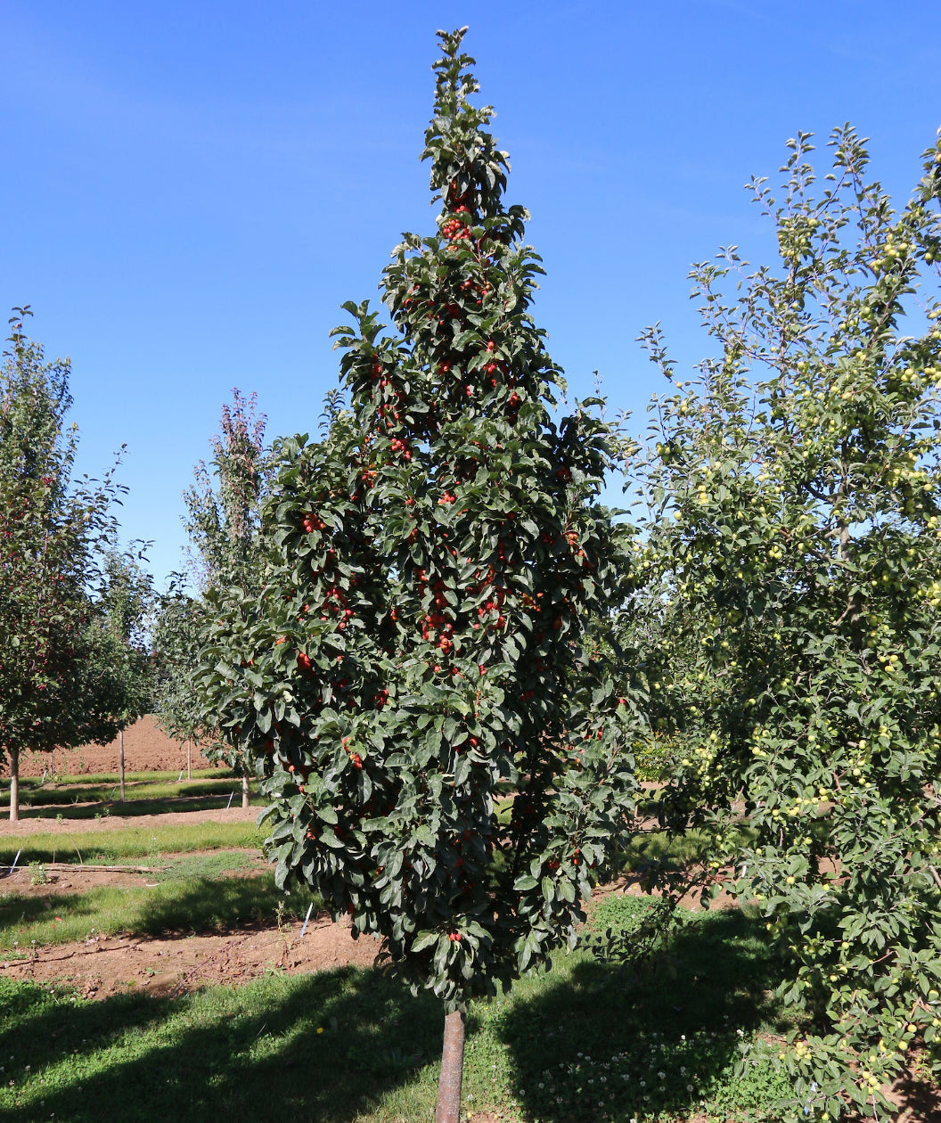 Ivory Spear Crabapple growing on a nursery, upright branching covered in dark green conical shaped leaves and lots of small round red berries