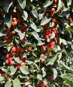 Close up of Ivory Spear Crabapple, dark green conical shaped foliage with lots of small round red berries