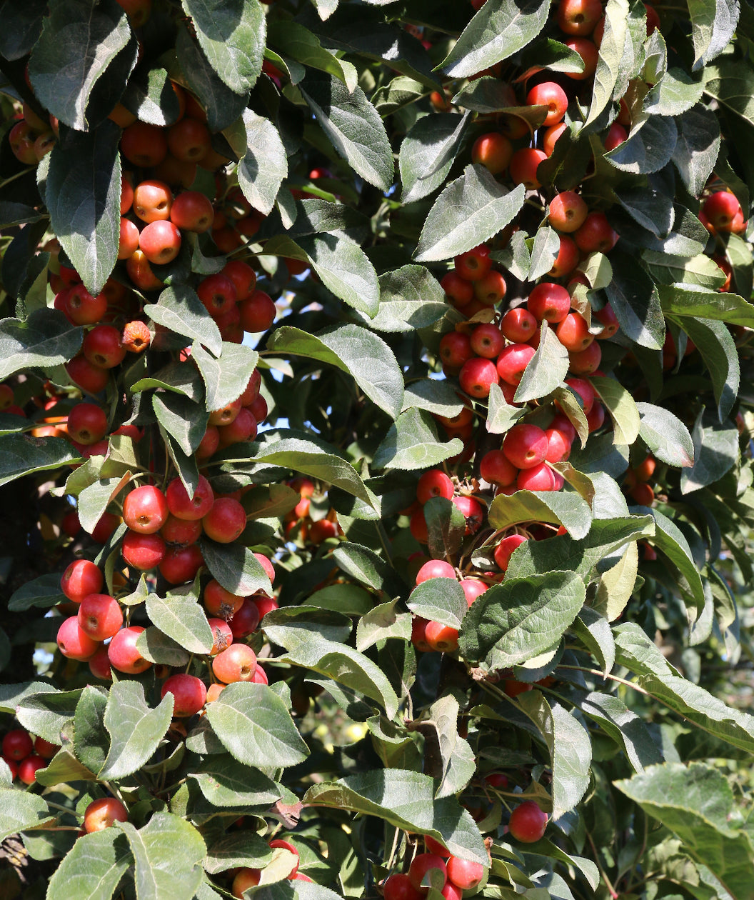 Close up of Ivory Spear Crabapple, dark green conical shaped foliage with lots of small round red berries