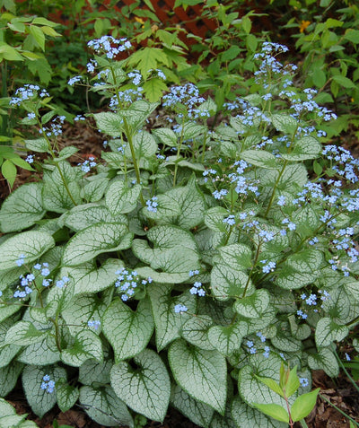 Jack Frost Bugloss blue flowers and green-white foliage