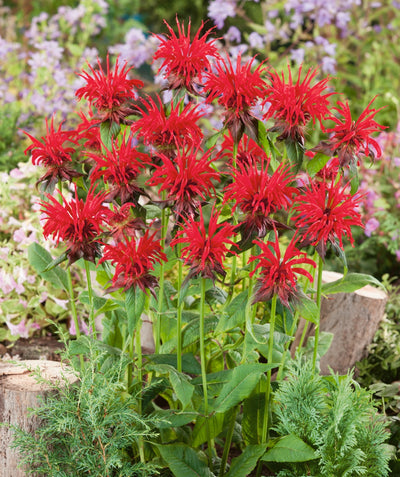 Jacob Cline Bee Balm red-flowering perennial
