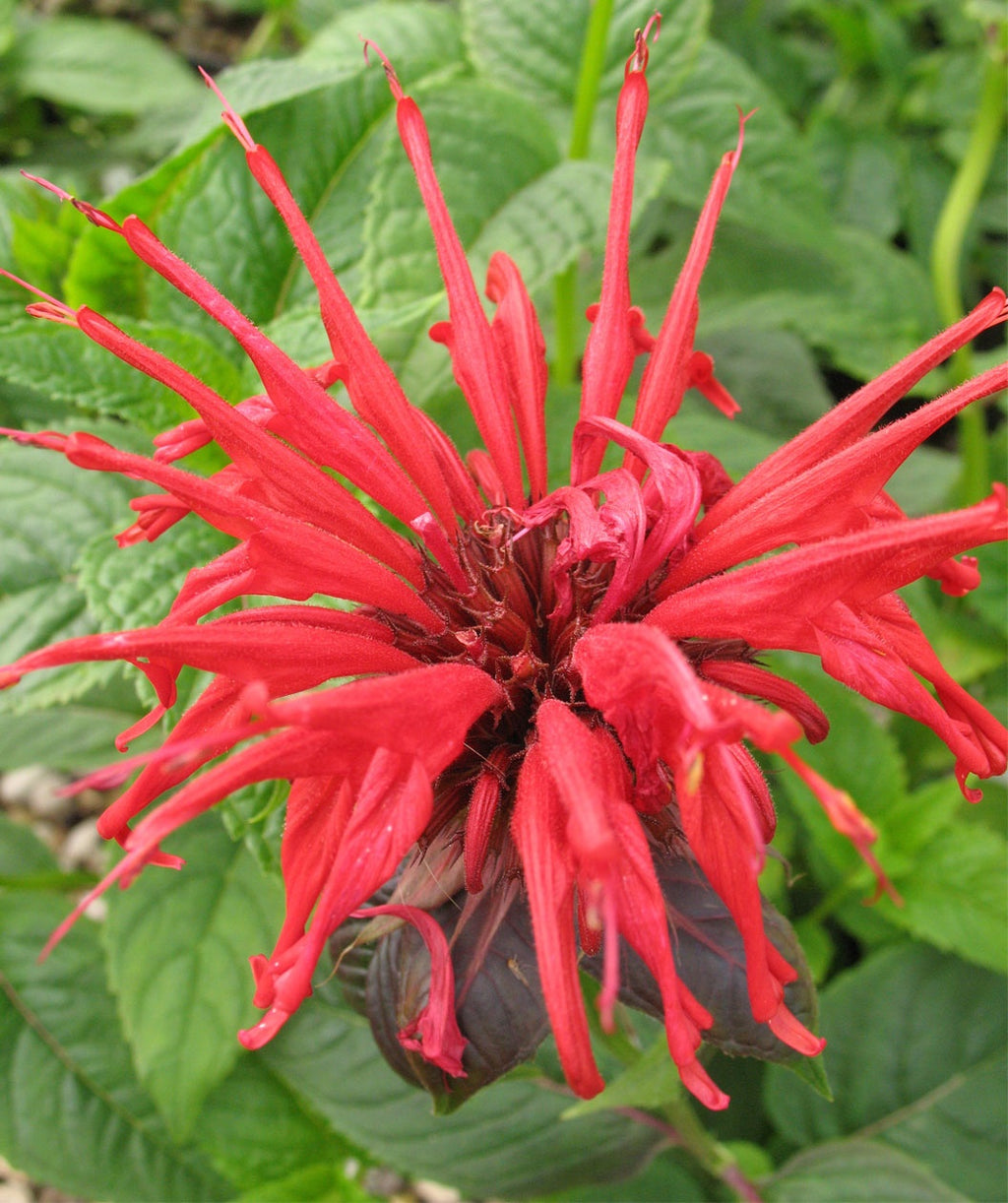 Jacob Cline Bee Balm closeup of red flower