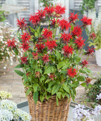 Jacob Cline Bee Balm potted plant on patio