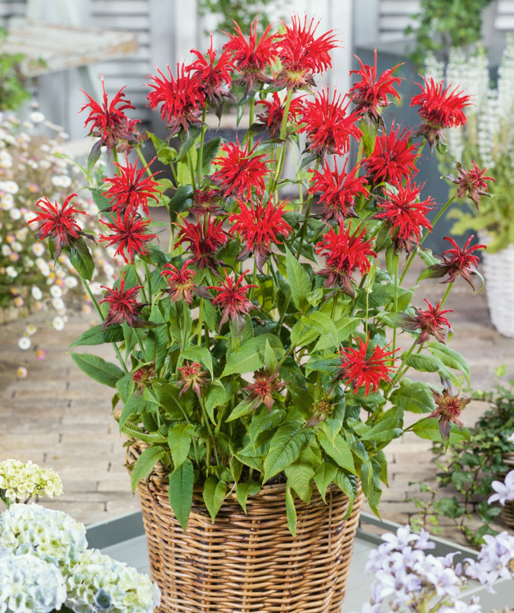Jacob Cline Bee Balm potted plant on patio
