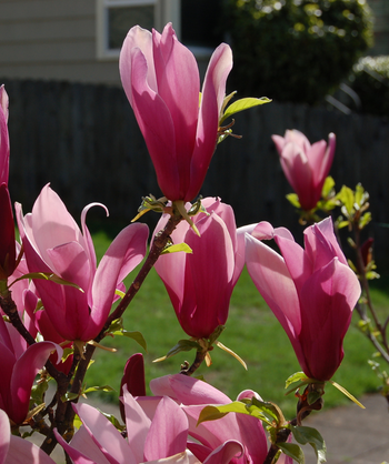 A closeup of the dark pink to purple flowers on the Jane Magnolia in spring