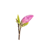 A close up of the Jane Magnolia purple to pink flower bud before it opens in spring on a white background