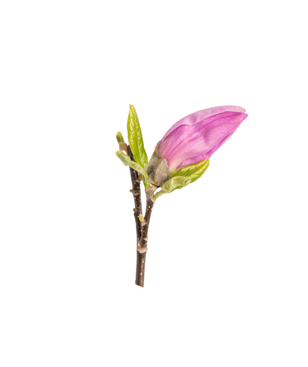 A close up of the Jane Magnolia purple to pink flower bud before it opens in spring on a white background