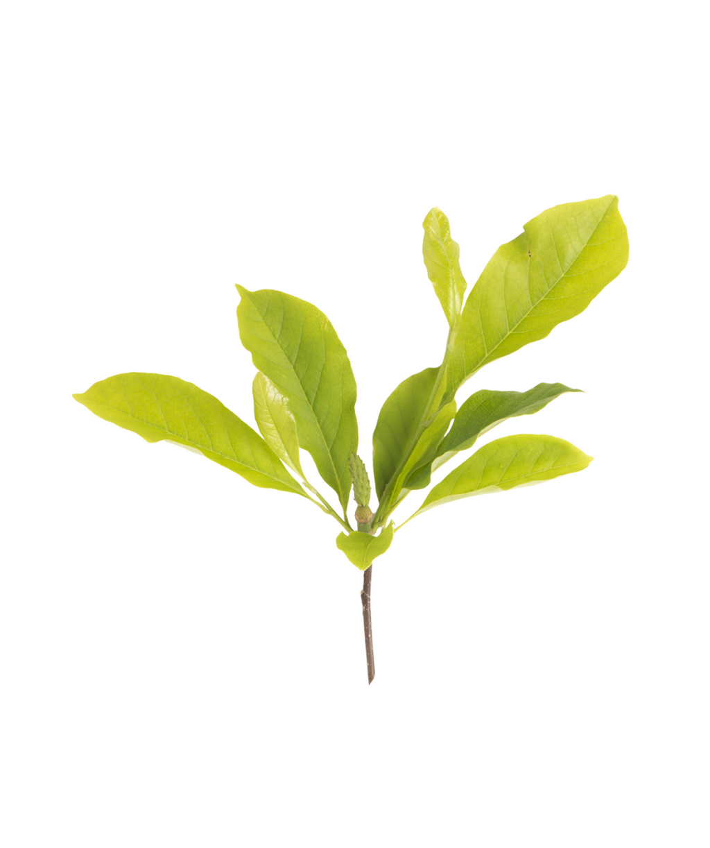 A close up of the bright green leaves of the Jane Magnolia on a white background