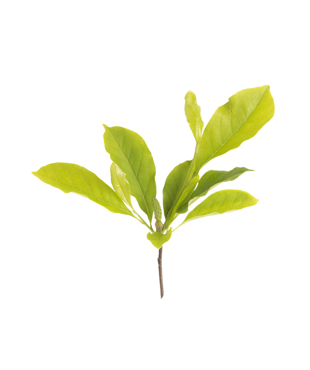 A close up of the bright green leaves of the Jane Magnolia on a white background