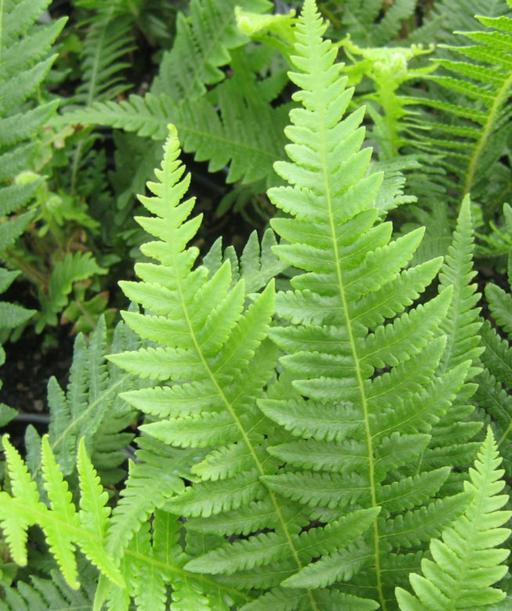 Close up of Japanese Beech Fern foliage, long green foliage on long green stems