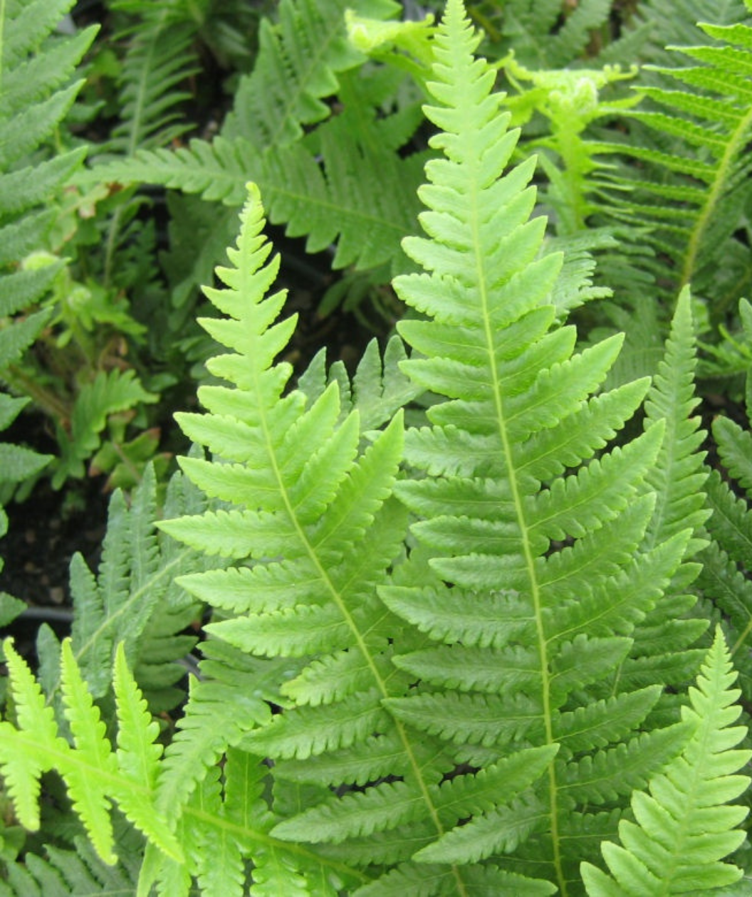 Japanese Beech Fern | Bower & Branch