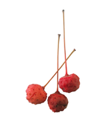 A close up of the strawberry like red fruits that appear on the Japanese Kousa Dogwood in the fall on a white background