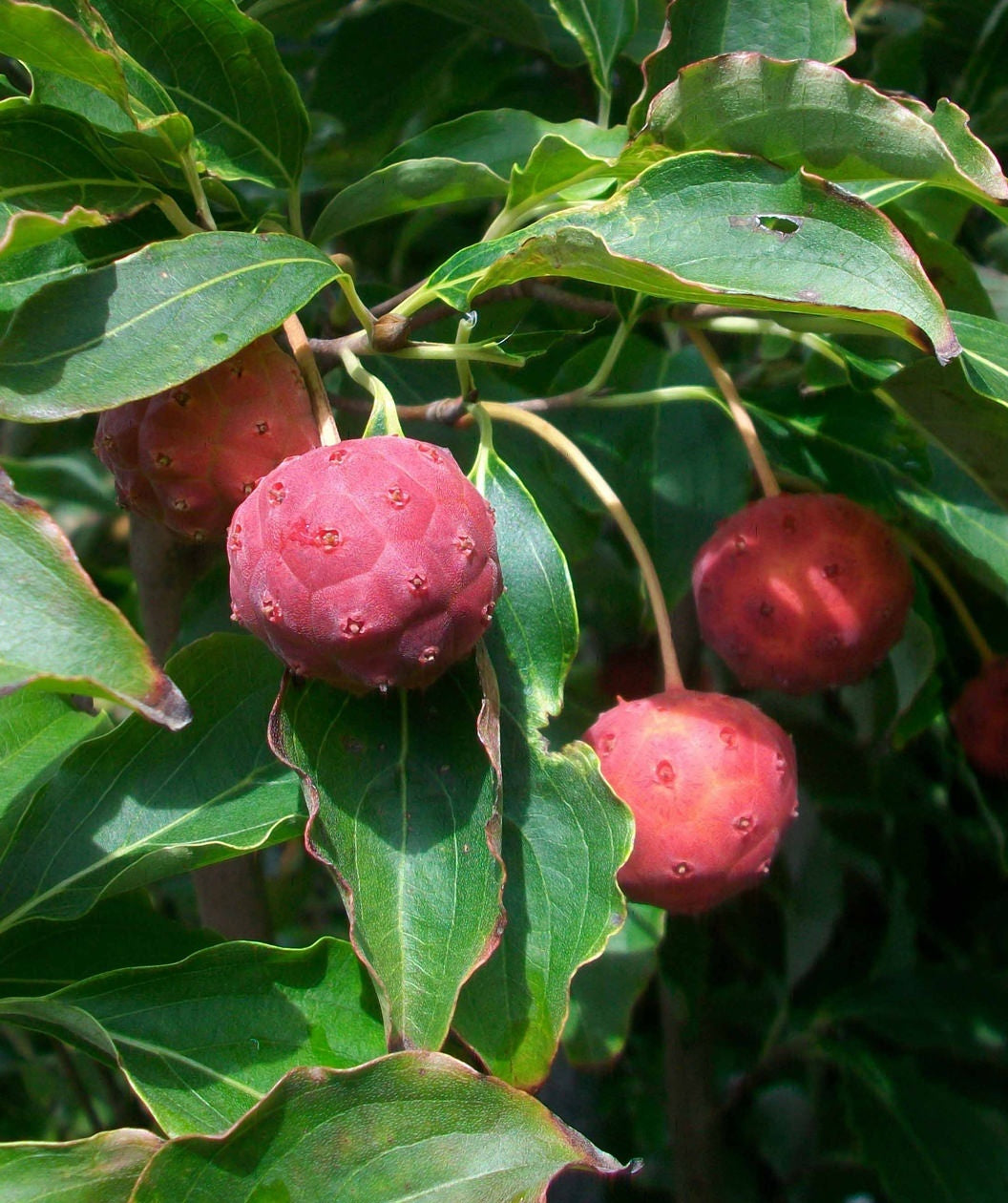 A close up of the strawberry like red fruits that appear on the Japanese Kousa Dogwood in the fall sitting on the green leaves