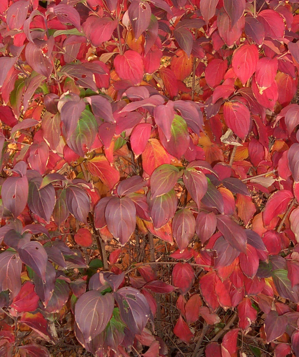 A close up of the bright red to purple fall color on the Japanese Kousa Dogwood