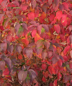 A close up of the bright red to purple fall color on the Japanese Kousa Dogwood
