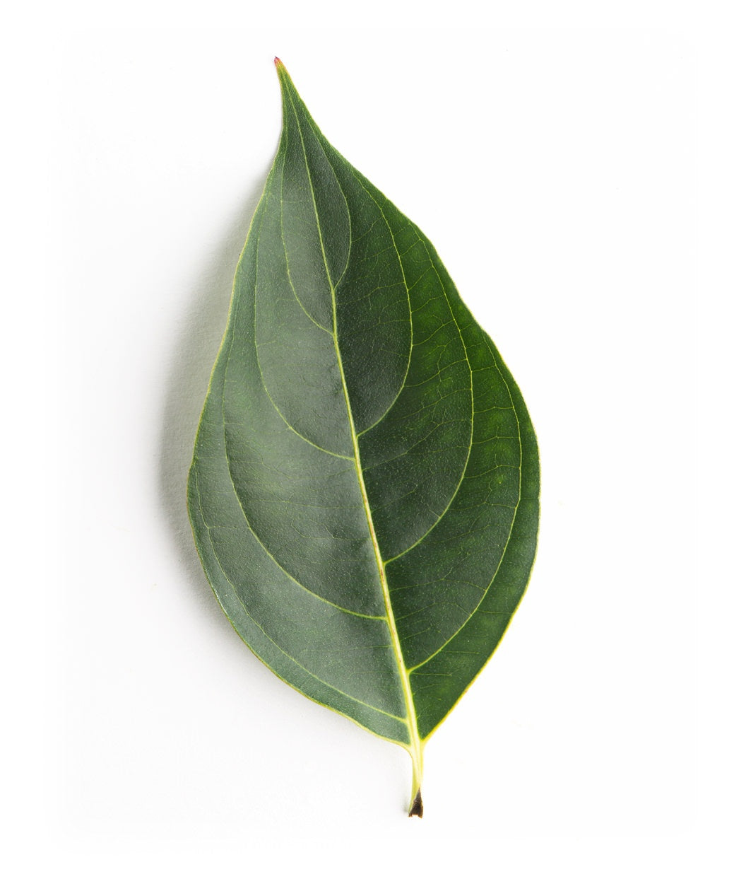 A close up of a single, dark green leaf of the Japanese Kousa Dogwood on a white back ground