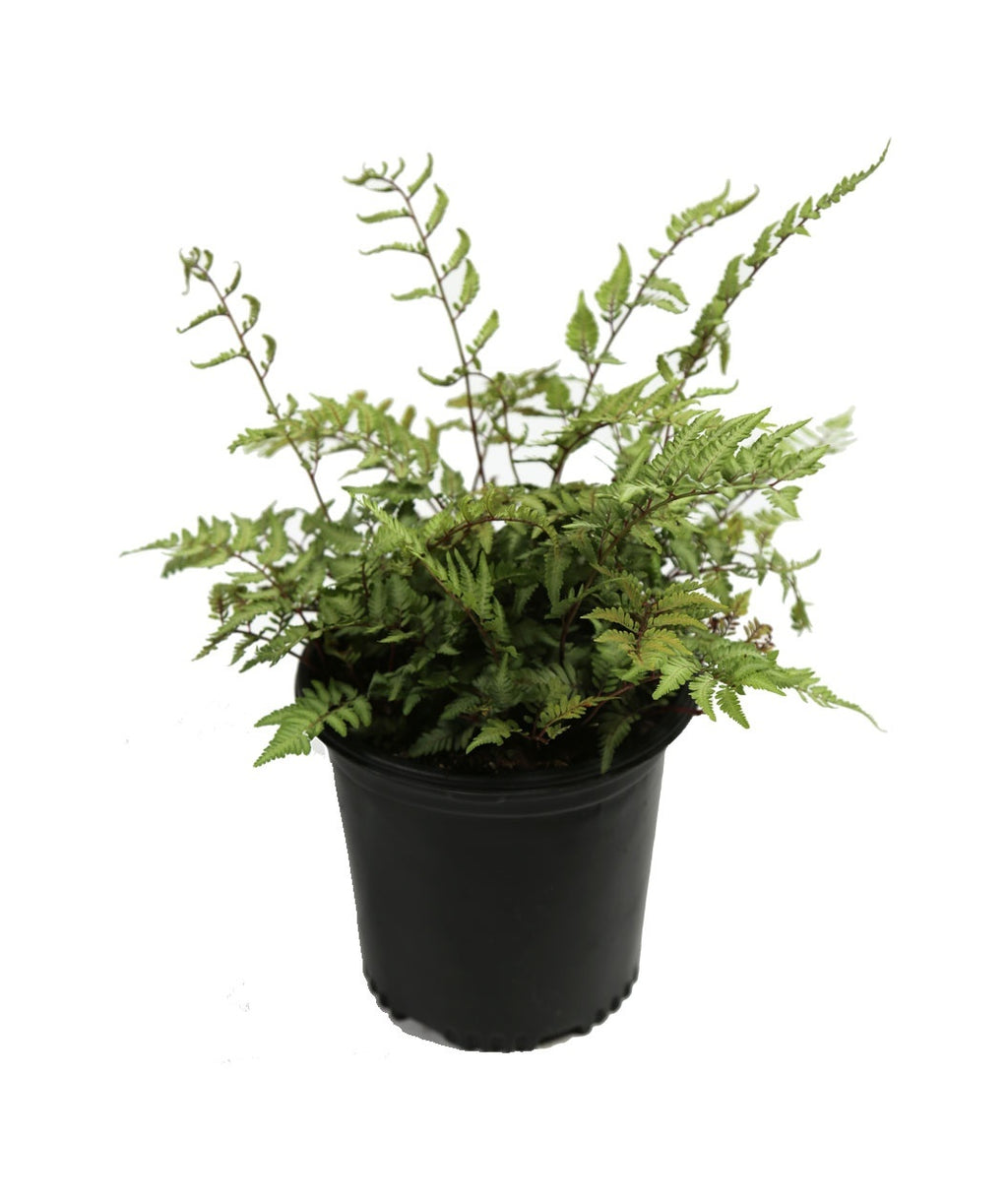 Japanese Painted Fern product shot on white, long green to red stems with green foliage emerging from a nursery pot