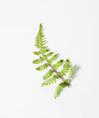 Japanese Painted Fern foliage on white, light green foliage on a green to red stem