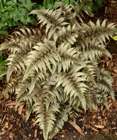 Japanese Painted Fern planted in a fall landscape, long purple stems and veins are holding the now gray-green colored foliage of fall