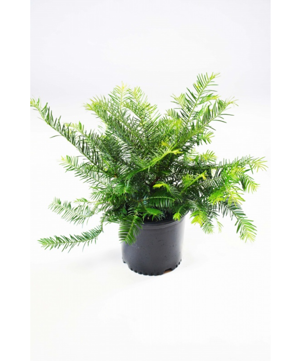 Japanese Plum Yew potted plant on white
