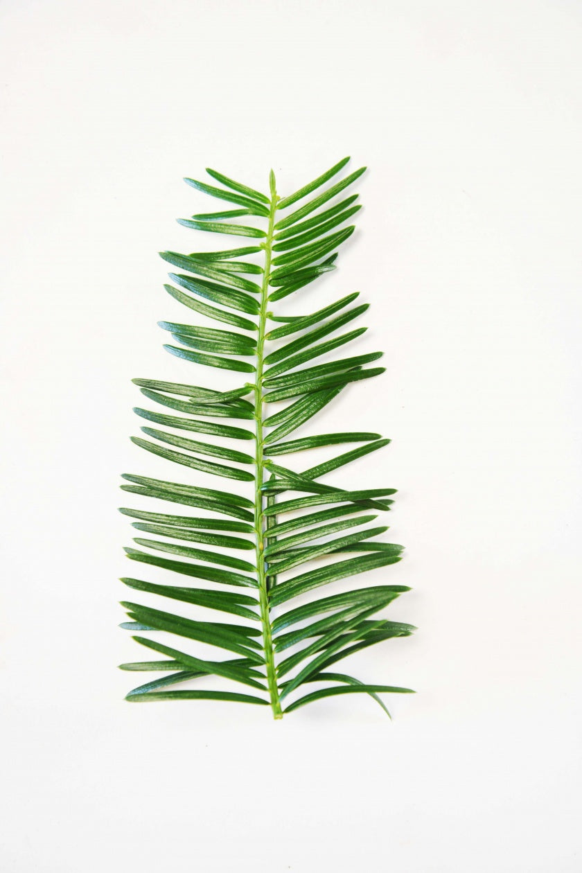Japanese Plum Yew green foliage on white