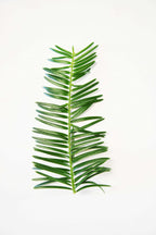 Japanese Plum Yew green foliage on white