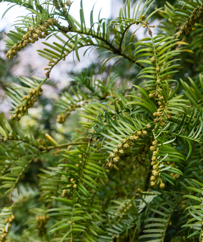 Japanese Plum Yew closeup of green foliage
