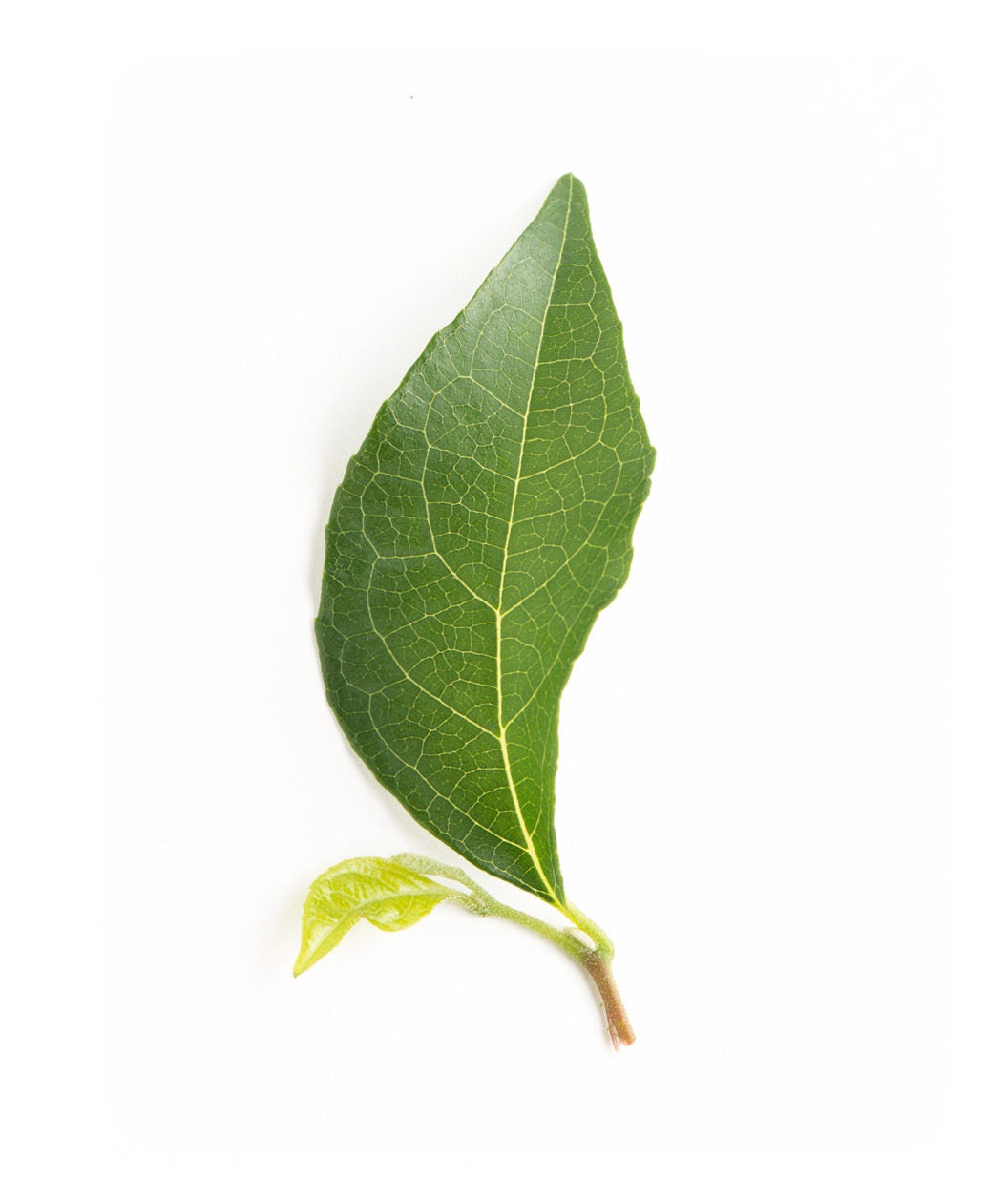 Japanese Snowbell green leaf on white