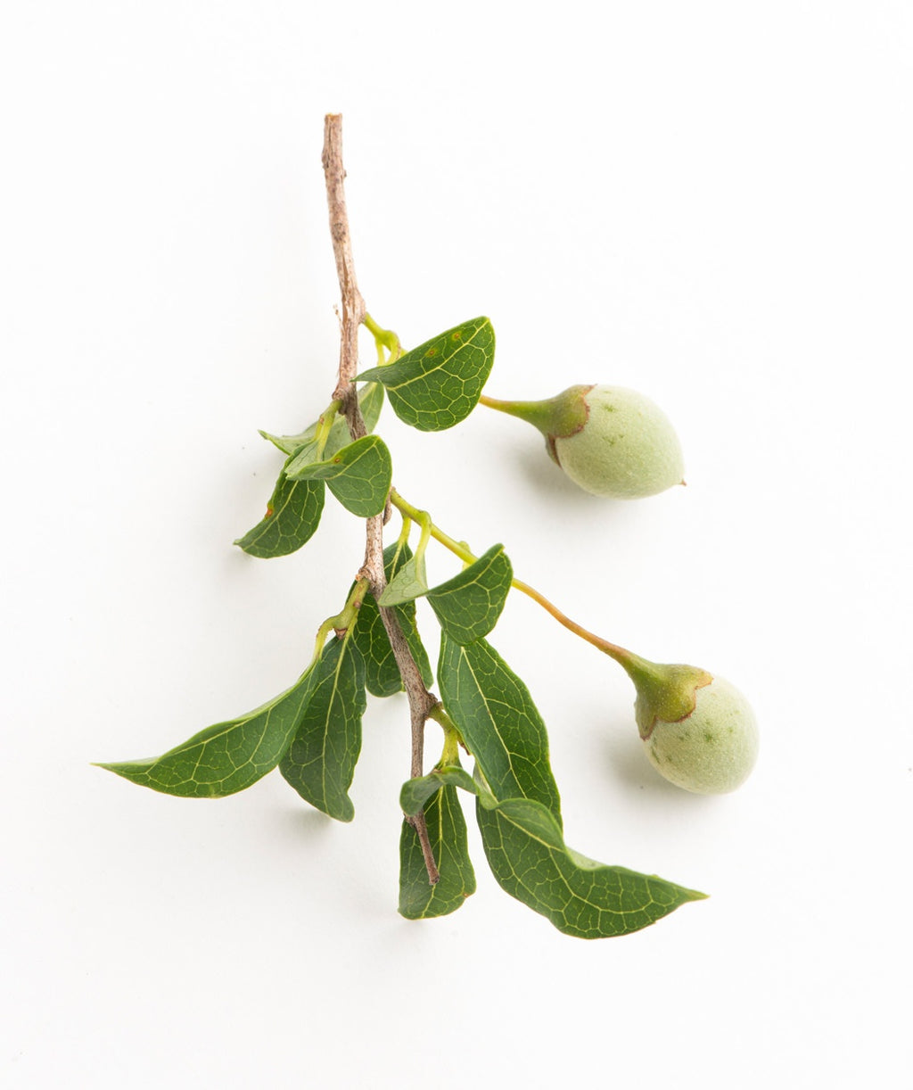 Japanese Snowbell green leaves and fruit on white